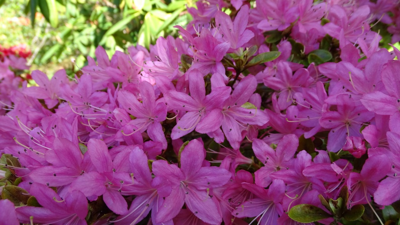 'Saotome' Wilson No 21